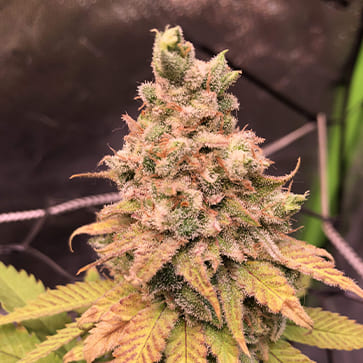 Семена конопли Amnesia Outlaw Feminised Silver